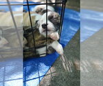 Small #1 Catahoula Leopard Dog-Mountain Cur Mix