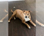 Small #1 American Pit Bull Terrier Mix