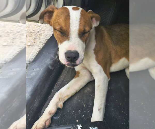 Medium Photo #3 Mutt Puppy For Sale in Evansville, IN, USA