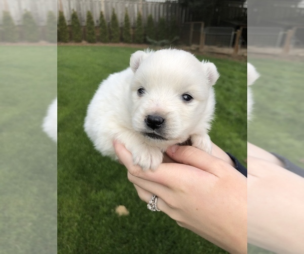 Medium Photo #7 Miniature American Eskimo Puppy For Sale in OREGON CITY, OR, USA
