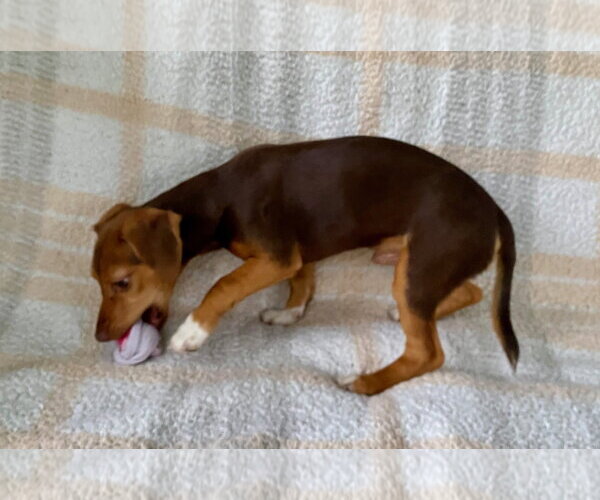Medium Photo #8 Dachshund-Unknown Mix Puppy For Sale in Murfreesboro, NC, USA