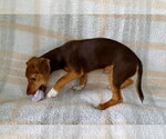 Small #7 Dachshund Mix