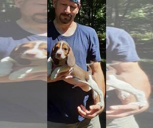 Beagle Puppy for sale in HAYMARKET, VA, USA