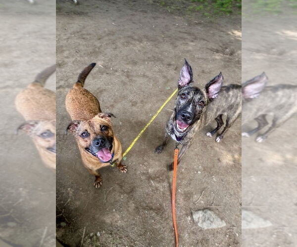 Medium Photo #4 Labrador Retriever-Unknown Mix Puppy For Sale in Brewster, NY, USA