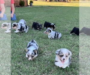 American Corgi Puppy for sale in ELK CITY, OK, USA