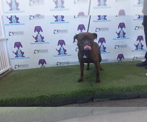 Plott Hound-Unknown Mix Dogs for adoption in Orlando, FL, USA