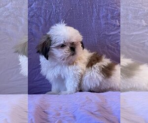 Shih Tzu-Unknown Mix Dogs for adoption in HOPKINSVILLE/PRINCETON, KY, NH, USA