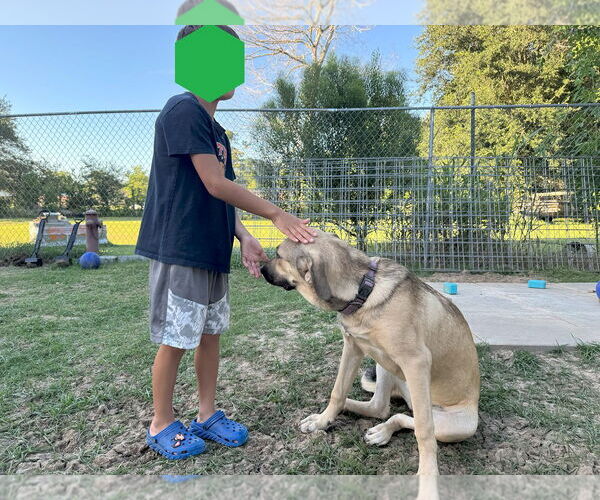 Medium Photo #5 Anatolian Shepherd-Rhodesian Ridgeback Mix Puppy For Sale in Higley, AZ, USA