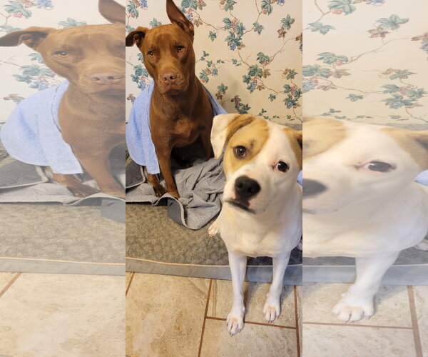Medium Photo #5 Boxador Puppy For Sale in Arlington, VA, USA