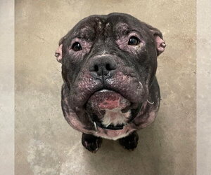 Wally - Male Staffordshire Bull Terrier-Unknown Mix Dog for Adoption - Photo #9
