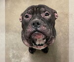 Small Photo #9 Staffordshire Bull Terrier-Unknown Mix Puppy For Sale in Lockport, NY, USA