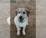 Small #2 Great Pyrenees Mix