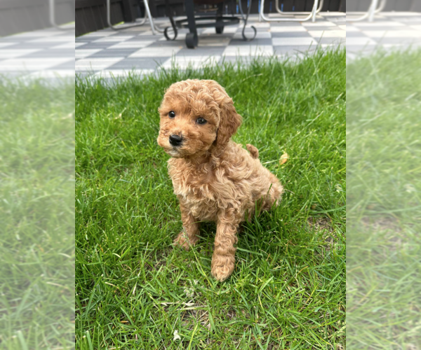Medium Photo #9 Goldendoodle (Miniature) Puppy For Sale in MILWAUKEE, WI, USA