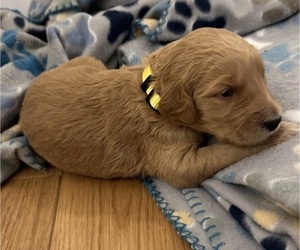 Goldendoodle Puppy for Sale in COLERAIN, North Carolina USA