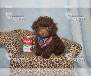 Poodle (Toy) Puppy for sale in SANGER, TX, USA