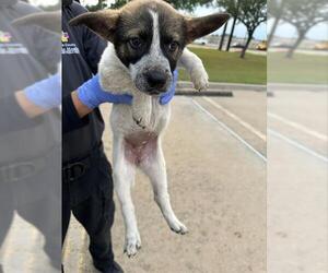 Labrador Retriever-Unknown Mix Dogs for adoption in Houston, TX, USA