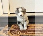 Small #2 Australian Shepherd