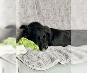 Mutt Dogs for adoption in St. Louis Park, MN, USA