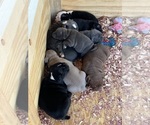 Small Photo #2 American Bully Puppy For Sale in TAMPA, FL, USA