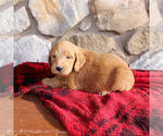 Small Photo #6 Goldendoodle-Poodle (Standard) Mix Puppy For Sale in EAST EARL, PA, USA