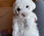 Puppy Sunny Bichon Frise