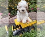 Small #2 Cockapoo (Miniature)
