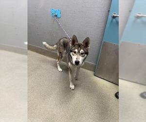 Siberian Husky-Unknown Mix Dogs for adoption in Las Vegas, NV, USA