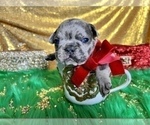 Small #38 French Bulldog