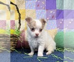 Small #5 Chihuahua