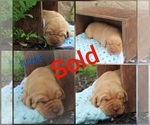Small Photo #7 Labrador Retriever Puppy For Sale in ELIZABETHTOWN, PA, USA