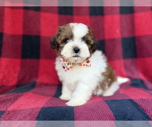 Medium Photo #2 Shih-Poo Puppy For Sale in LAKELAND, FL, USA