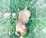 Small Photo #13 Bullmastiff Puppy For Sale in BELLVILLE, TX, USA