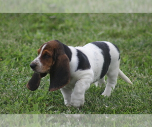 Medium Basset Hound