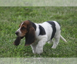 Puppy Ida Basset Hound
