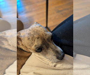 Moochie - NO MORE APPLICATIONS Please! - Male Chihuahua-Unknown Mix Dog for Adoption - Photo #4