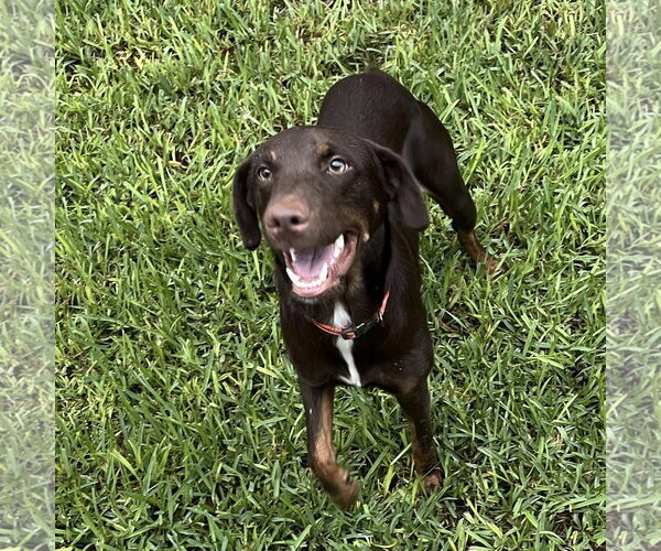Medium Photo #3 Doberman Pinscher-Unknown Mix Puppy For Sale in Fort Worth, TX, USA