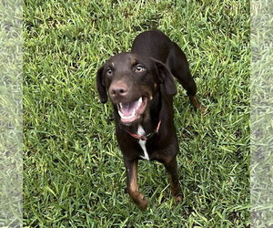 Enzo - Male Doberman Pinscher-Unknown Mix Dog for Adoption - Photo #3