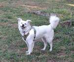 Small American Eskimo Dog Mix