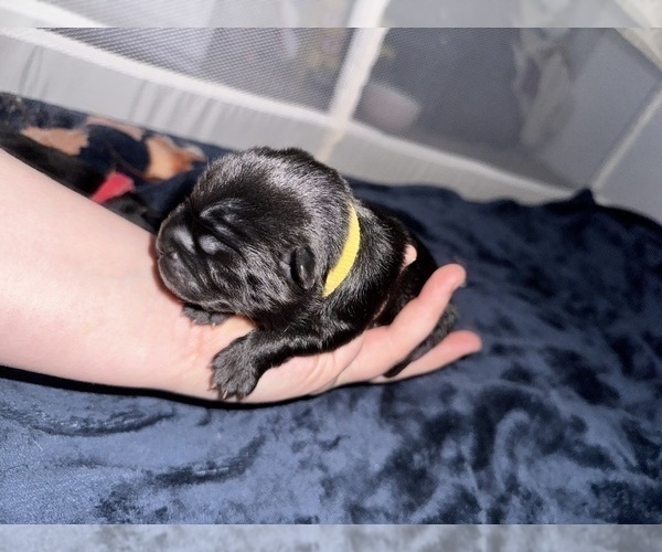 Medium Photo #7 Chow Chow Puppy For Sale in London, Ontario, Canada