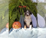 Small Photo #1 Australian Shepherd Puppy For Sale in ROCKY FACE, GA, USA