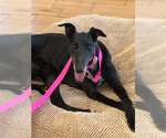 Small #1 Greyhound