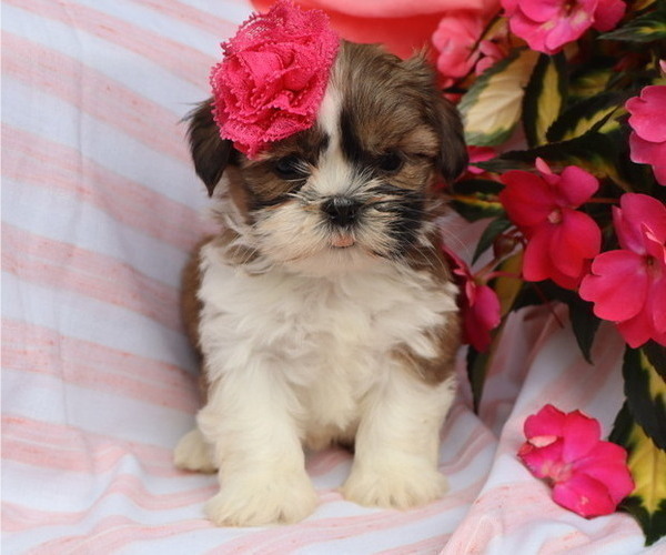 Medium Photo #2 Shih Tzu Puppy For Sale in THORP, WI, USA