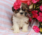 Small #1 Shih Tzu