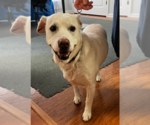 Small #1 Labrador Retriever Mix