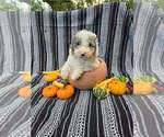 Puppy Axel Poodle (Miniature)