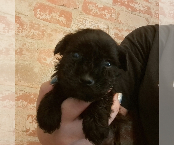 Medium Photo #2 Schnauzer (Miniature) Puppy For Sale in LAKEVILLE, OH, USA