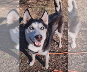 Siberian Husky Dogs for adoption in Techny, IL, USA