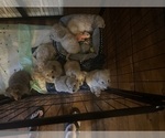 Small #8 Cock-A-Poo-Maltipoo Mix