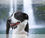 Small #3 Labrador Retriever Mix