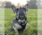 Small French Bulldog